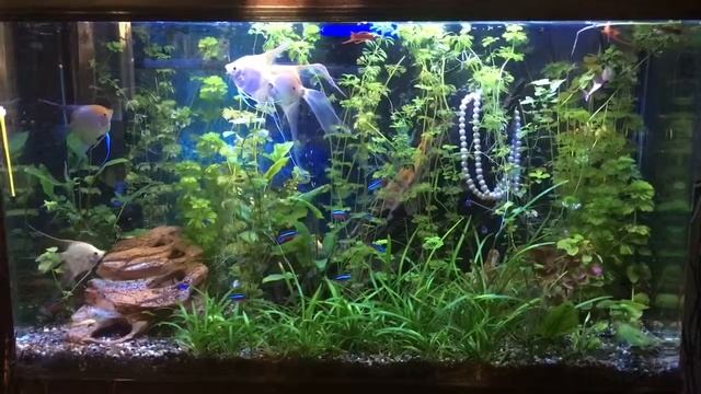 Алматы. Наш аквариум. Август смотреть онлайн