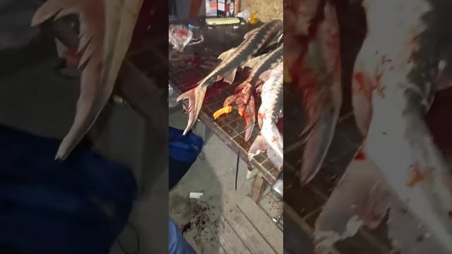 ставковой осетр смотреть онлайн