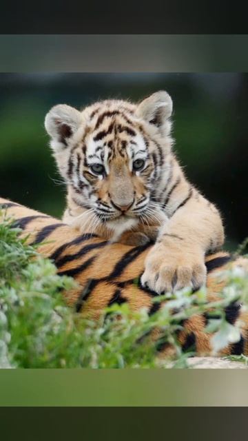 Символ года ТИГР смотреть онлайн