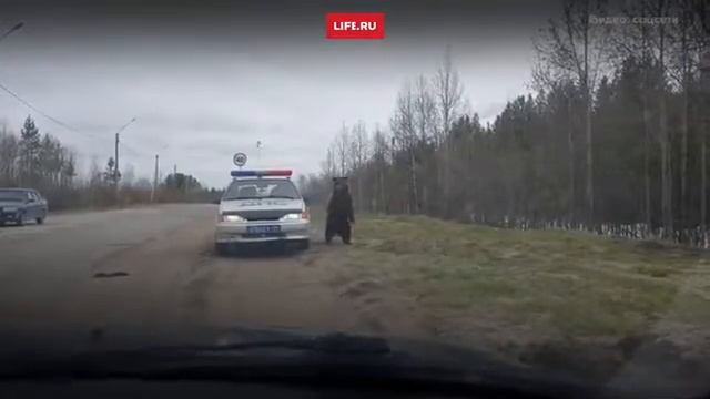 Медведь и ППС смотреть онлайн