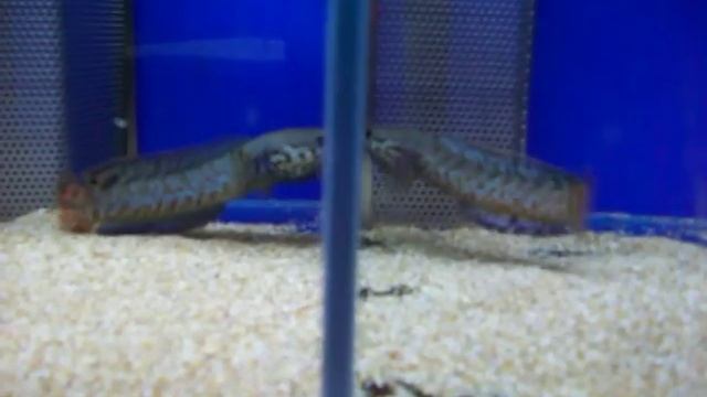 channa bleheri red смотреть онлайн