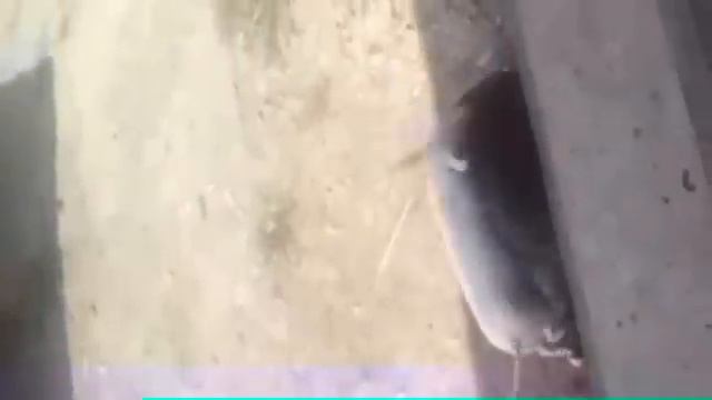 Собака против кабана смотреть онлайн