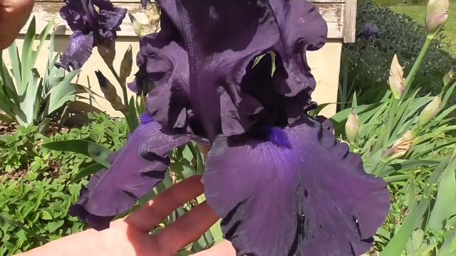 Giardino; fiori e lavori inizio maggio смотреть онлайн