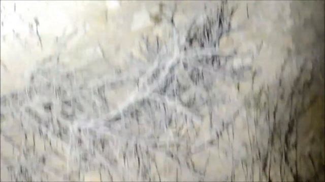 מבעיתן (עכשוב מהסוג גליאודס) מתרוצץ - Camel spider (Galeodes sp.) crawling around смотреть онлайн