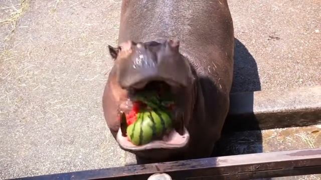 Бегемот и арбуз. The Hippo And The Watermelon