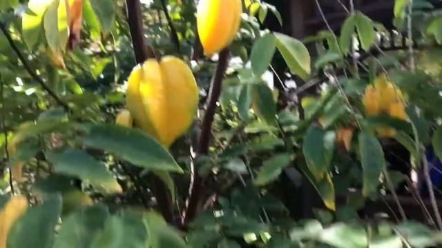 Fwang Tung Starfruit Tree and Taste Test смотреть онлайн