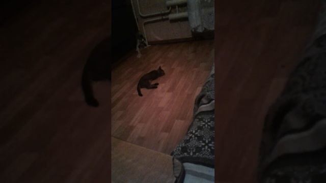 Ты Класс Мяу Софии смотреть онлайн