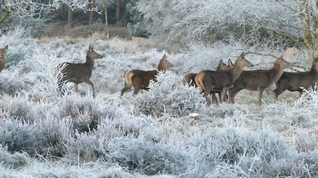 Deer Antler Branch Forest Wild Animal || full HD video смотреть онлайн