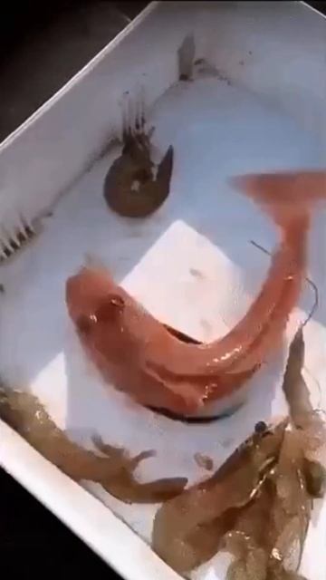 Удивительная летающая рыбка! смотреть онлайн