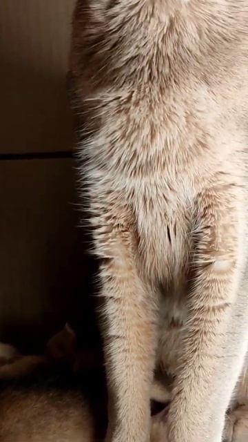 Абиссинская кошка с котятами и её охрана в России #абиссинскаякошка #котята #охрана смотреть онлайн