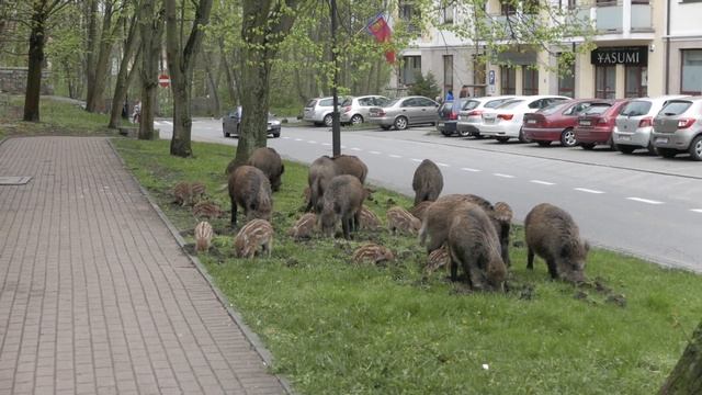 Wild Boar