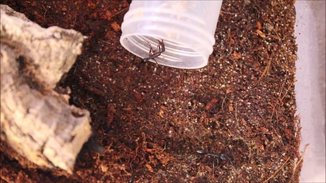 | Unboxing von Tribal World | Odontomachus Monticola смотреть онлайн