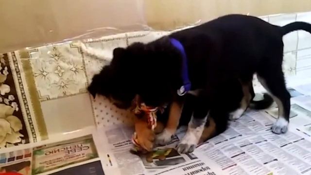 Щенки в поиске дома смотреть онлайн