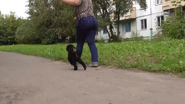 сиреневая лента смотреть онлайн