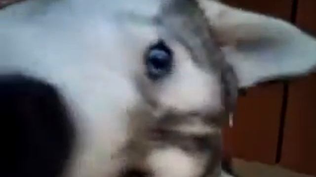 Хаська смотреть онлайн