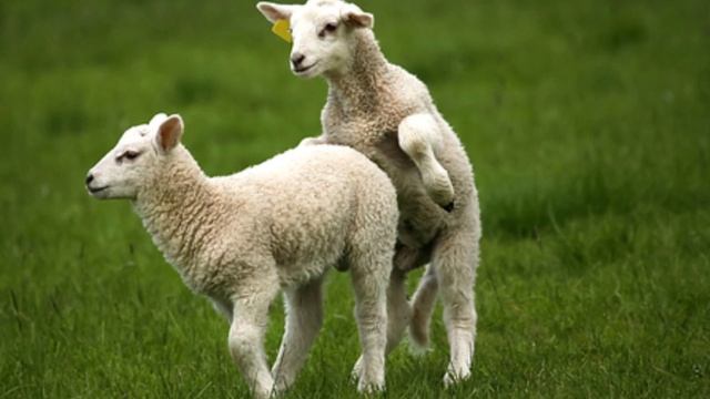 Ягнёнок.Звуки и фотографии ягненка смотреть онлайн