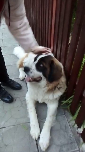 Девочка гладит московскую сторожевая собаку. смотреть онлайн