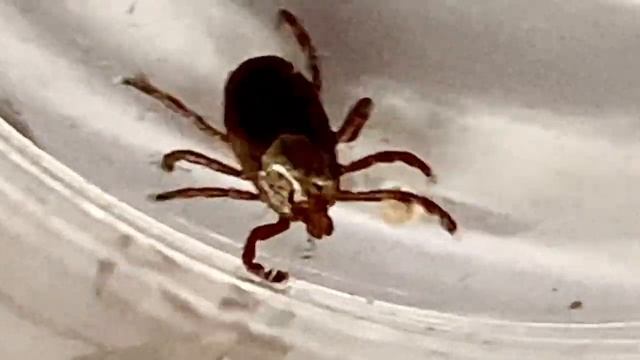 I found this American dog tick on my neck after I returned from hiking!!🙀 смотреть онлайн