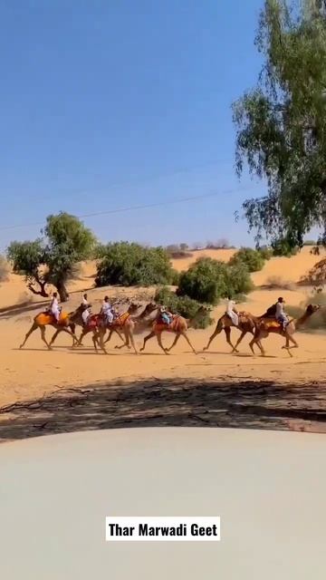 Camel Ride In Thar Desert🐪 смотреть онлайн