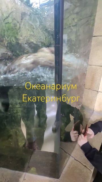 океанариум Екатеринбург смотреть онлайн