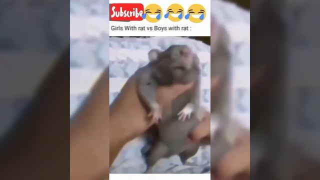 Girls with rat vs Boys witk rat.The girls vs the boys😎#viral#viralshorts#youtubeshorts смотреть онлайн