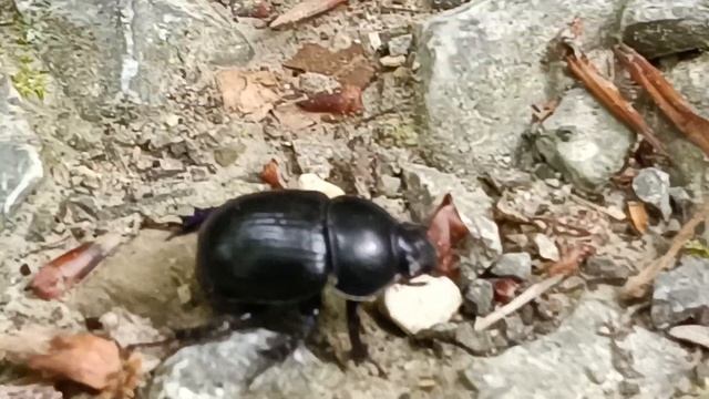 Die Rettung eines Waldmistkäfer (Anoplotrupes stercorosus) смотреть онлайн