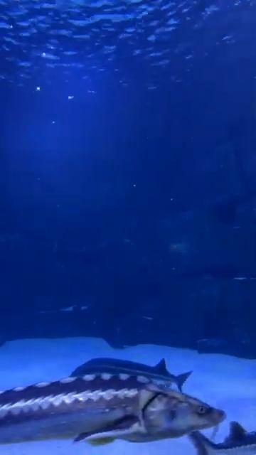 3678 50650 смотреть онлайн