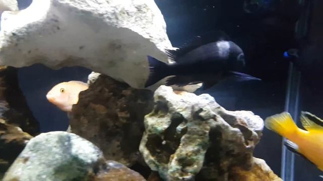 Ciclídeo Zebra Super Red (Cichlid Maylandia estherae, Konings) смотреть онлайн