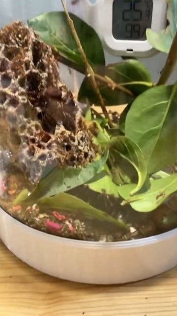 My leaf cutter colony - Atta Mexicana смотреть онлайн