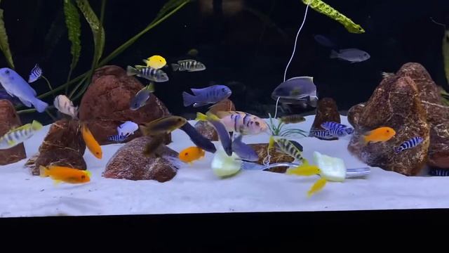 Malawi cichlids смотреть онлайн