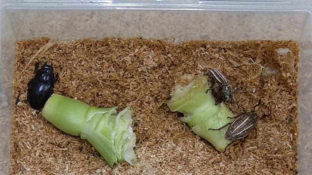 Scarabaeoidea смотреть онлайн