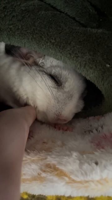 🔊 Пи-пи-пи #chinchilla #шиншилла #пломбирчик #plombirchik #звукишиншиллы #домашняяшиншилла смотреть онлайн
