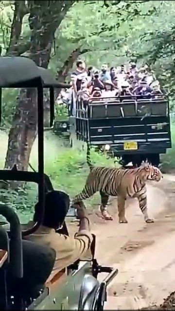 Tiger Sighting// Ranthmbhore National Park смотреть онлайн