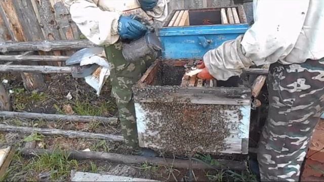 Как пересаживаю пойманный в лесу рой из ловушки в улей смотреть онлайн