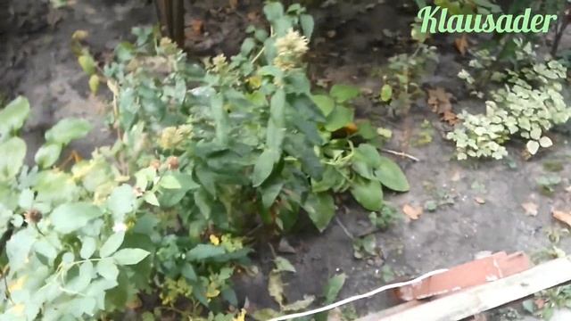 Шок! Кот нахватался блох на диване смотреть онлайн