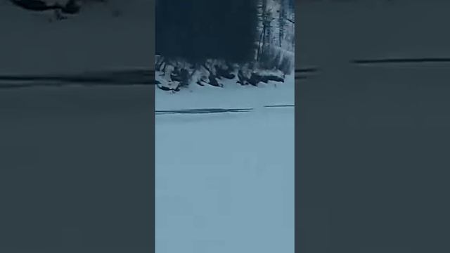 Медведь Рыбнадзор. смотреть онлайн