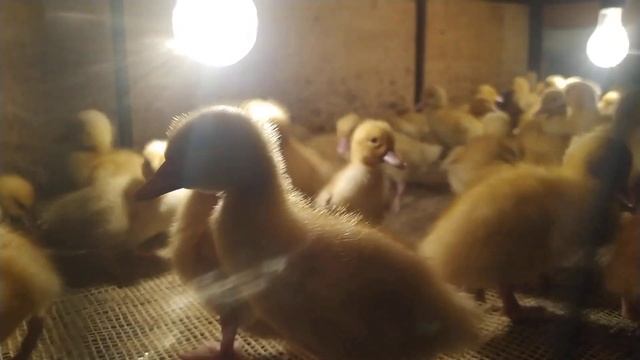 Утята Черри Велли