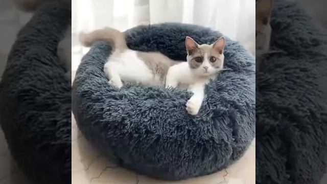 DOG LONG PLUSH DOUNTS BEDS CALMING BED смотреть онлайн