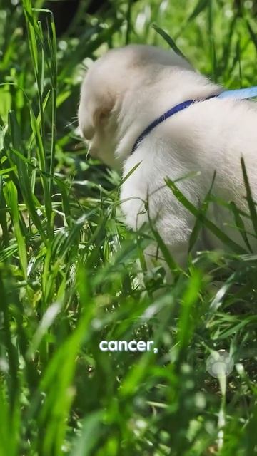 Dogs have a sense of smell that is up to 100,000 times stronger than humans #dogs #puppies смотреть онлайн