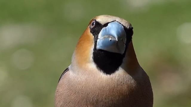 Обыкновенный дубонос Coccothraustes coccothraustes смотреть онлайн