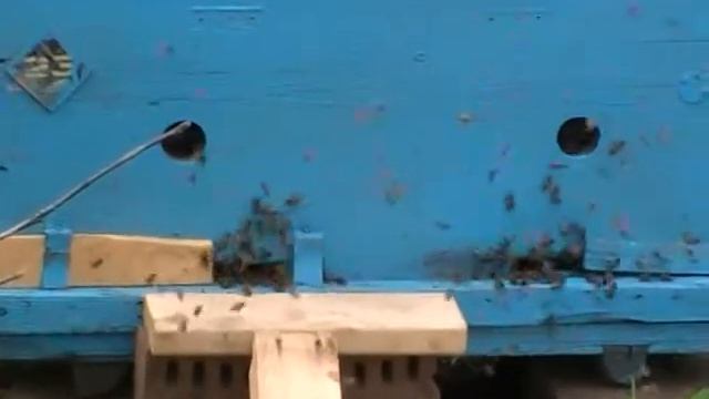Облет молодых пчел - лицом к летку смотреть онлайн
