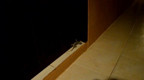 Геккон Токи