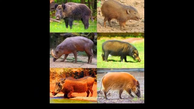 Kenyapotamus - Hipopótamo de Kenia - DinoPedias смотреть онлайн