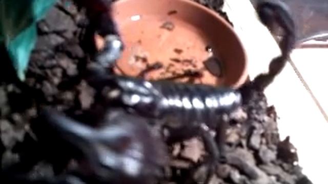 Mój skorpion Heterometrus petersii смотреть онлайн