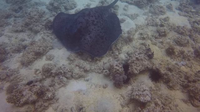 Black-blotched Stingray - Hurghada,Egypt