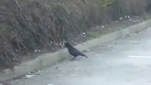 Ворона делится хлебом с мышью смотреть онлайн
