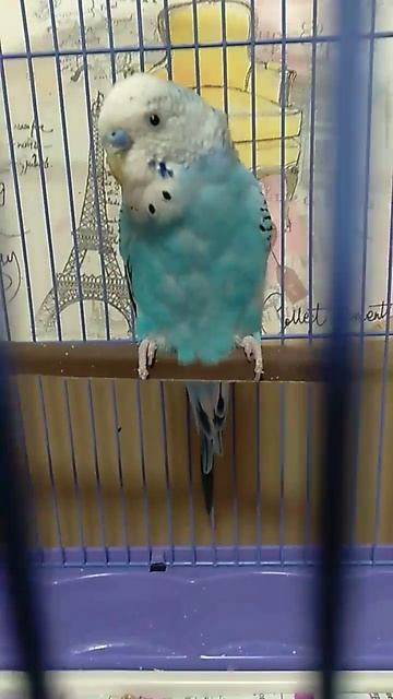 КЕША И ЧЕРЕПАХИ МОИ ЛЮБИМИЦЫ смотреть онлайн