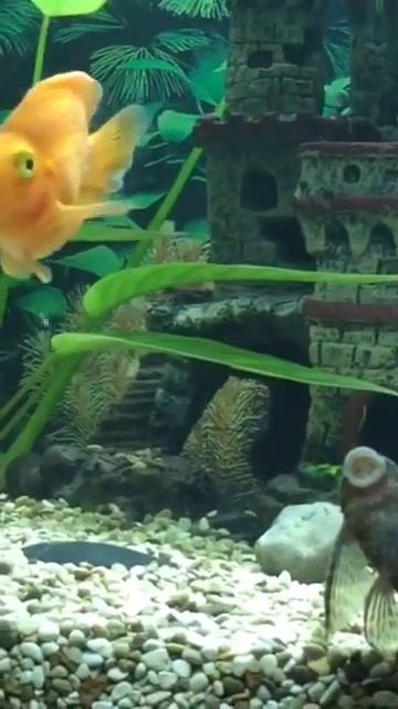 Аквариум 240 л (попугай роет себе жилище) смотреть онлайн