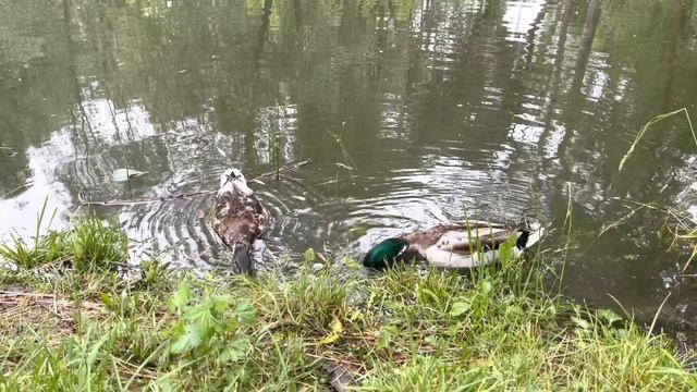 Утки, селезни! В парке смотреть онлайн
