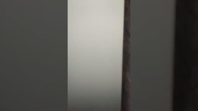 Моя кошка играет с игрушкой и берёт лапами игрушку смотреть онлайн